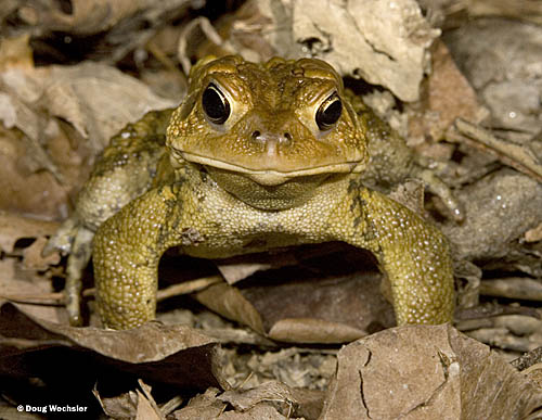 American Toad _F2B0770.jpg - 78999 Bytes